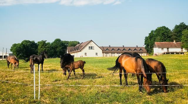 Bewertung von Pferdeimmobilien